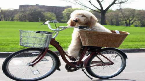Jak przewozić psa na rowerze?